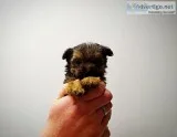 Enchanting Ckc Teacup  Yorkie Puppies 