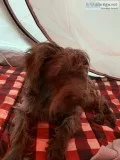 Miniature schnauzer for sell