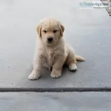 AKC Golden Retriever puppies