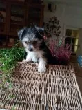 Adorable Ckc Teacup Yorkie Puppies Available