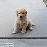 Golden Retriever puppies