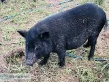 Potbelly Pig