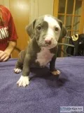 6 Young Pitbull puppies ready....