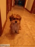Shih Tzu mix TINY