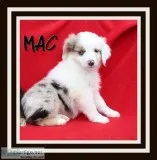 Mac Male Miniature Australian