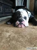 Male English Bulldog