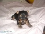 yorkie puppies