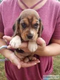 AKC and PKC Beagle Puppies