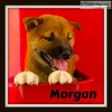 Morgan Male AKC Shiba Inu