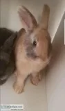 Bunnies Need A Loving Home