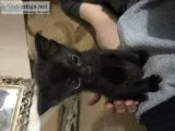 4 black kittens and parents