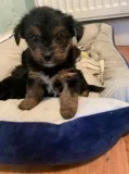 Female cute cuddly and loving yorkie
