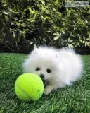 Two Awesome T-Cup Pomeranian Puppies