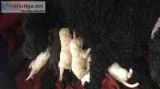 F2B Allergy friendly Goldendoodles