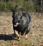DDRCZECH GSD LINE PUPPIES FOR SALE