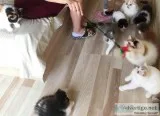 Vibrant Persian Kittens