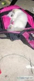 Free Siamese kitten