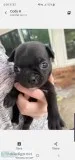 Love pugs