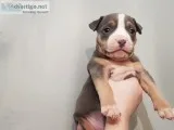 Big chunky Bullies