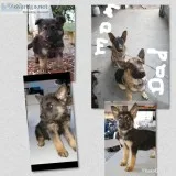 German Shepherd Puppies