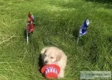 Designer Toy and Teacup MaltiPoo Puppies