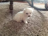 Maltese male puppy registered