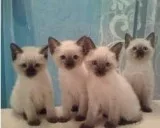Pure bread Siamese kittens