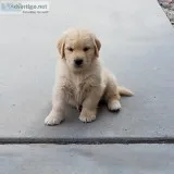 AKC Golden Retriever puppies