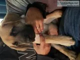 English Mastiff White German Shephard mix puppies