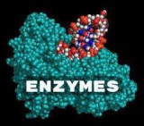 Feed Enzymes - Feed Probiotics - Advanced Enzymes