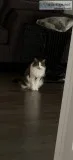 Free cat