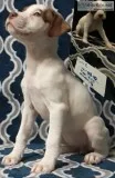 American Pitbull Terrier puppies