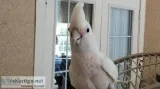 Beautiful loving Goffins cockatoo