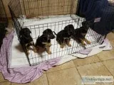 Puppies for Sale