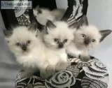 Siamese Himalayan kittens north jersey