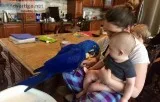 Appleton WI Hyacinth Macaw Parrots