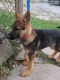 AKC German Shepard male puppy NWI Northwest Indiana 219 area