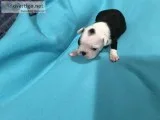 CKC Male Boston Terrier Puppy