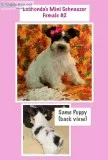 Mini Schnauzer Puppies in KY