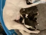 Boxer puppies