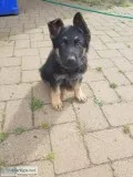 German shepherd puppies for sale