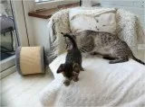Friendly Savannah Kittens Ready