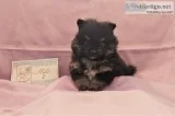 Lil Pomeranian puppies in KY