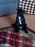 British Staffordshire bull terriers for sale.