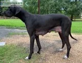 Great Dane Female