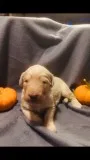 F1b goldendoodle puppies