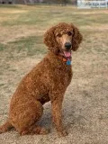 AKC Red Standard Poodle Puppies