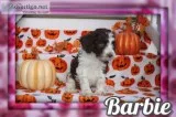 Barbie Female F1B Newfypoo