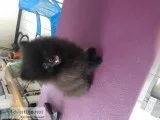 Pomeranian pups