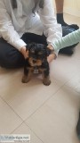 Yorkies Need A Home ASAP